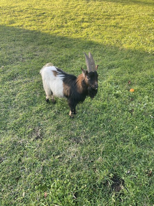 Cabras anas (adultas)