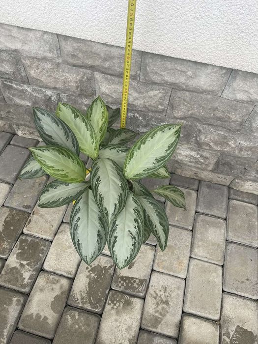 Аглаонема сільвер бей Квітка