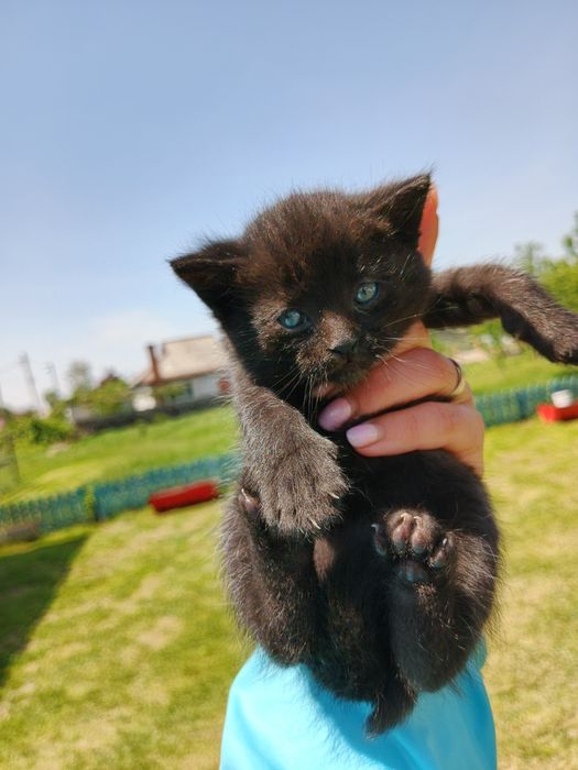 Віддам в добрі руки
