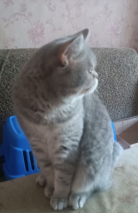 Шотландский голубой пятнистый а24 Гудвин