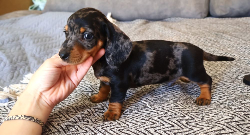 Teckel macho miniatura  black merle