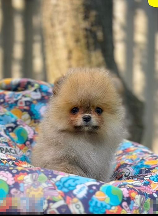 Шпіц дівченка померанський