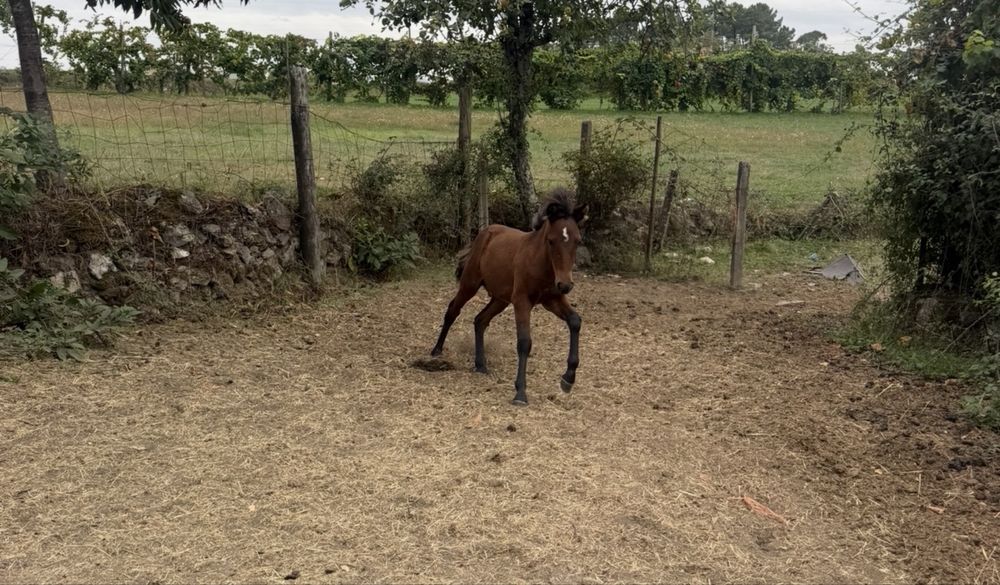 Vendo poldro macho