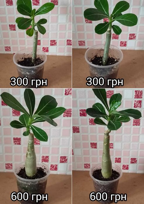 Адениум привитый Love in а fallen city