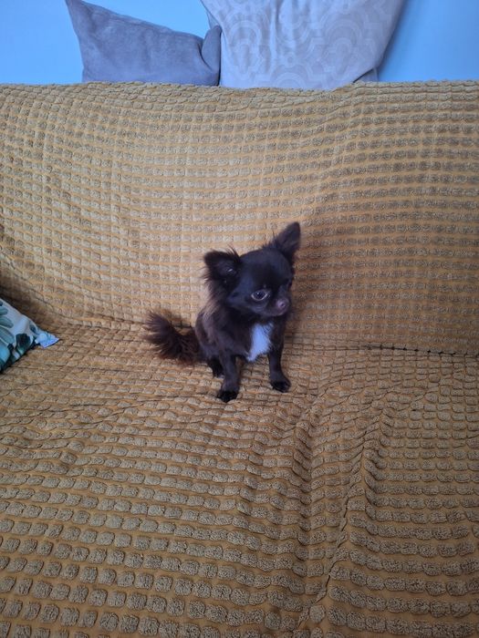 Piesek 11tyg mini gotowy do odbioru