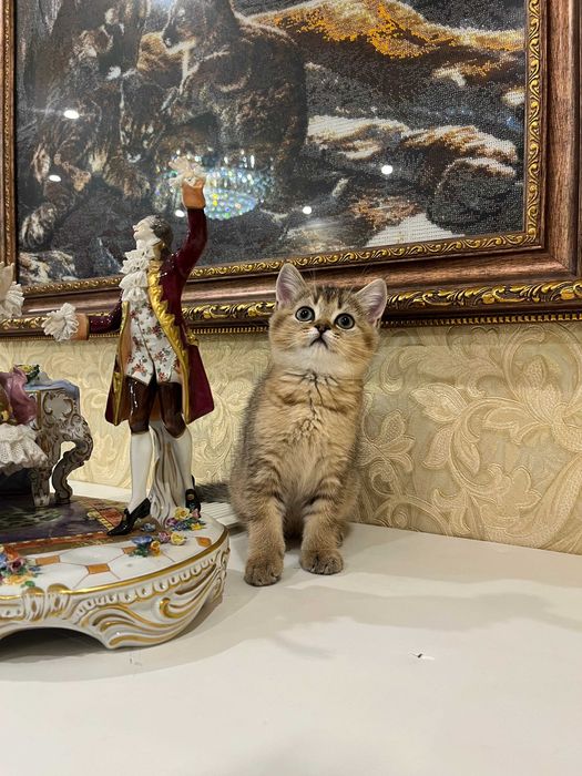 Елітна кішечка золота шиншила, золотая шиншилла. Шотландські кошенята