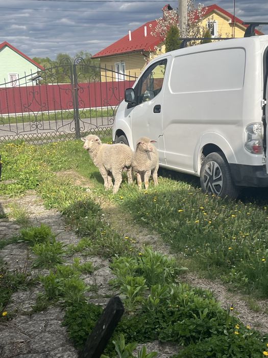 Продам баранчиків