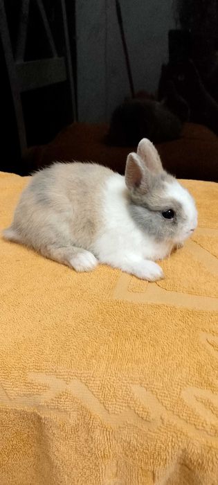 Króliczki miniaturki