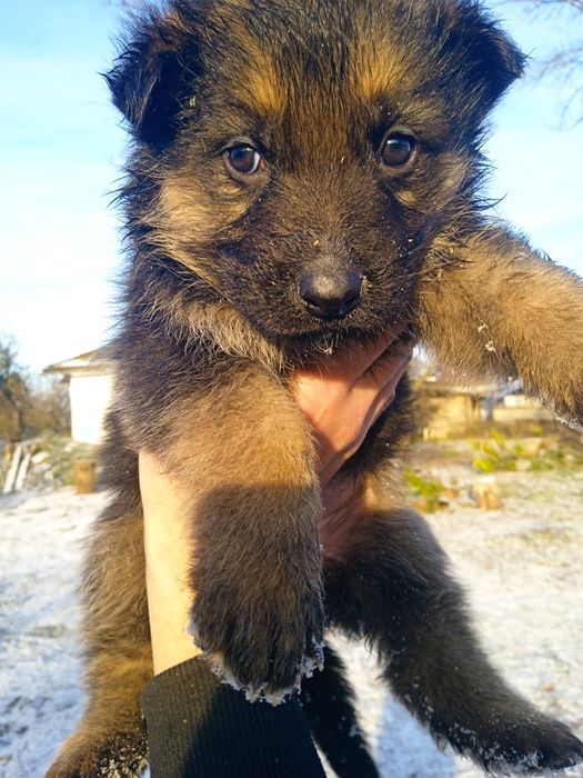 Цуценя німецька вівчарка два місяці