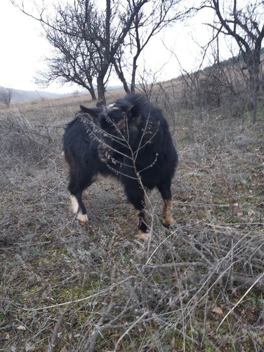 Продается козел.