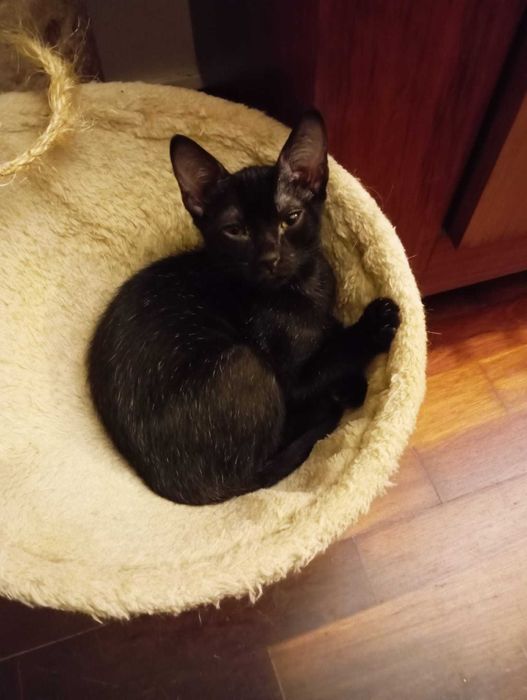 Jerry - Para Adopção responsável