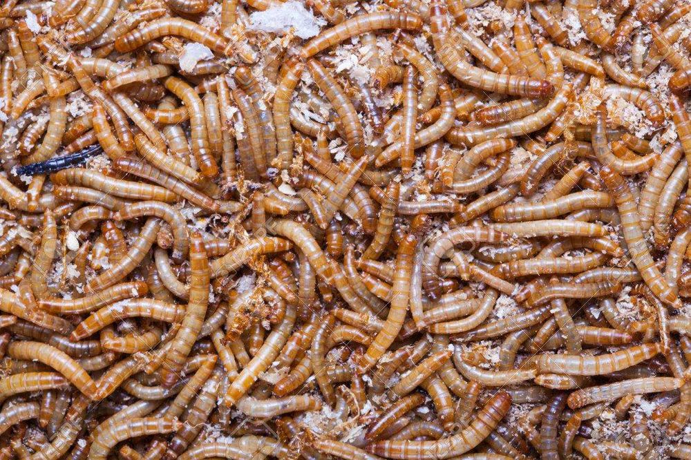 Larvas de tenébrio ou larva da farinha