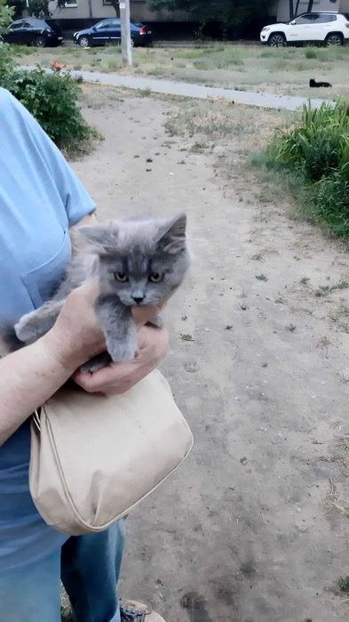 Киця в добрі руки