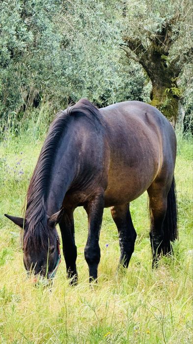 Troco cavalo por poldro