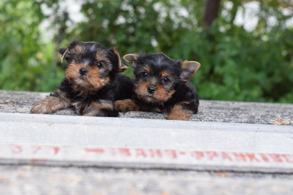 Йорк малята, цуценята. Хлопчики красунчики.