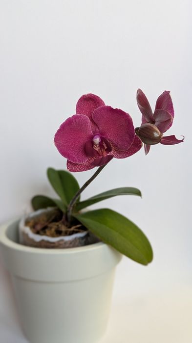 Орхідея  Montrex