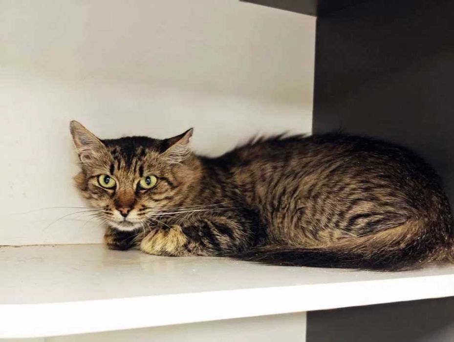 Дуже ніжна киця, кішка, кішечка Рися – у пошуках домівки!