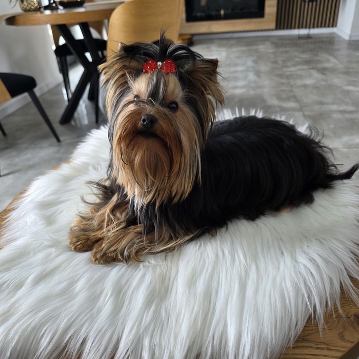 Yorkshire terrier reproduktor ZkwP