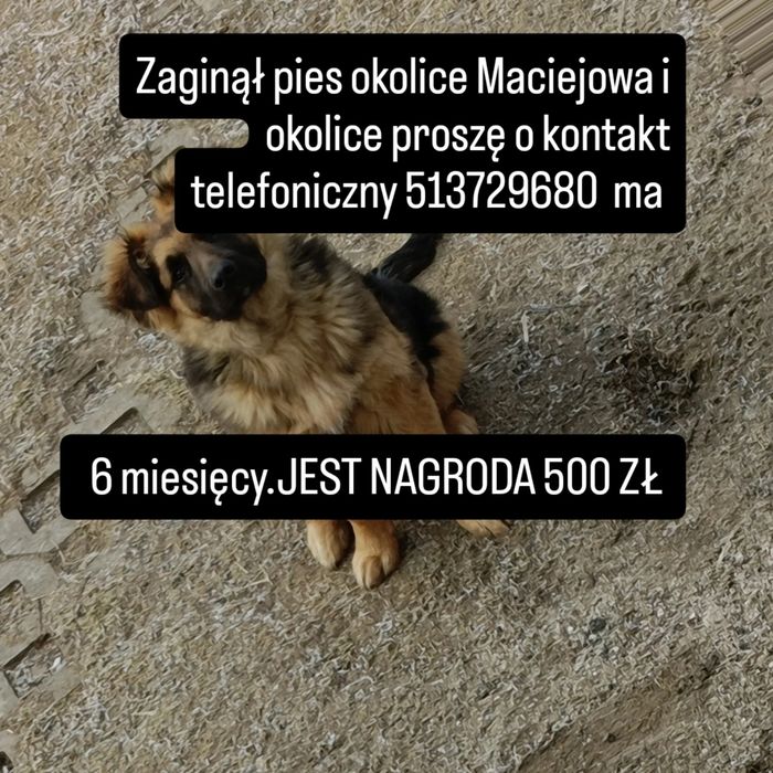 Zaginął pies okolice Maciejowa gmina Słaboszów ma 7 miesięcy. Nagroda 500 złotych. Numer telefonu 513729680 lub 501593679..