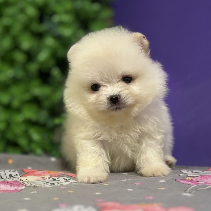 шикарний Хлопчик Міні