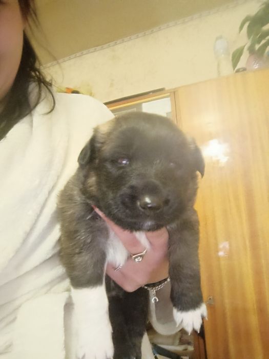 Віддам цуценят в гарні та теплі руки!