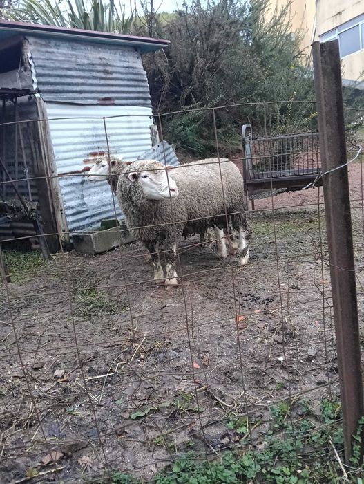 Borrego Cruzado de Ile de Françe