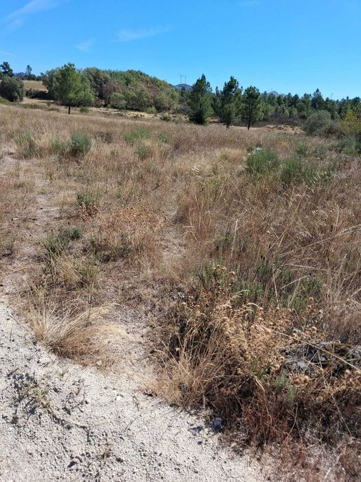 Terreno com 10.000 m² para venda | Trigais, Bendada