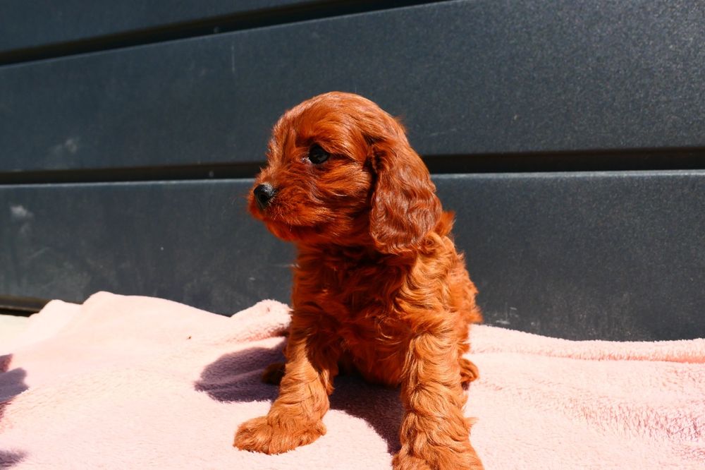 Cudna dziewczynka Cavapoo