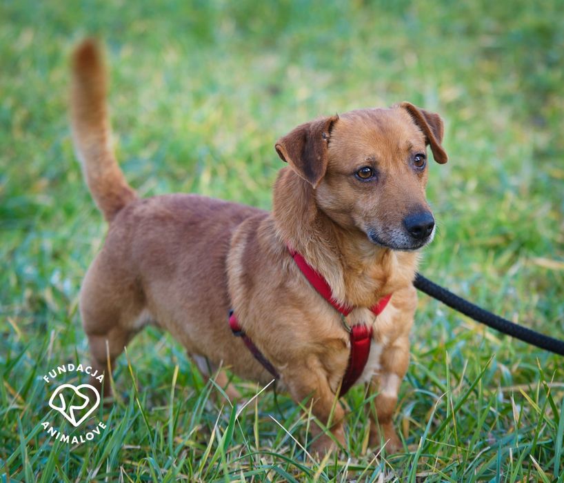 Cudowny i radosny mały psiak w typie jamnika