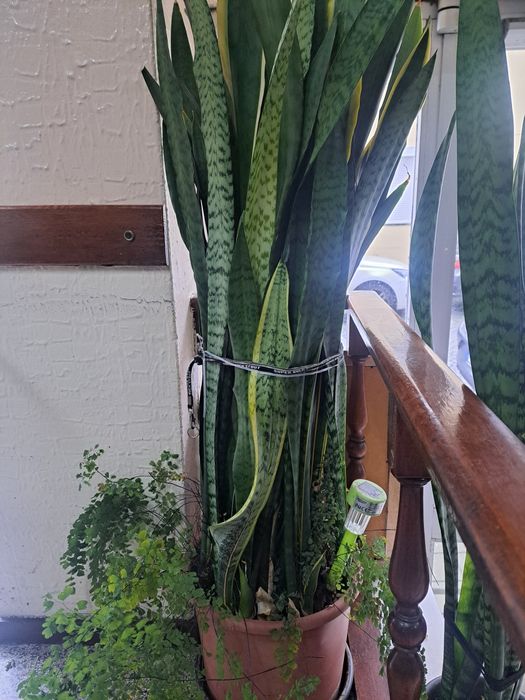 Plantas espadas de S. Jorge