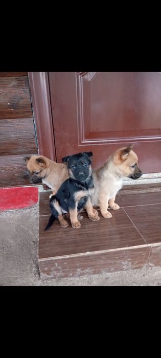 Віддам в добрі Руки Цуценят