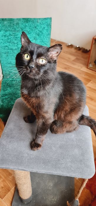 Котик шукає дім  (безкоштовно)