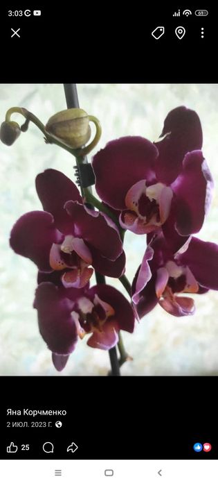 Орхидеи реанимашки