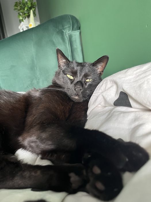 Oddam kota w dobre rece