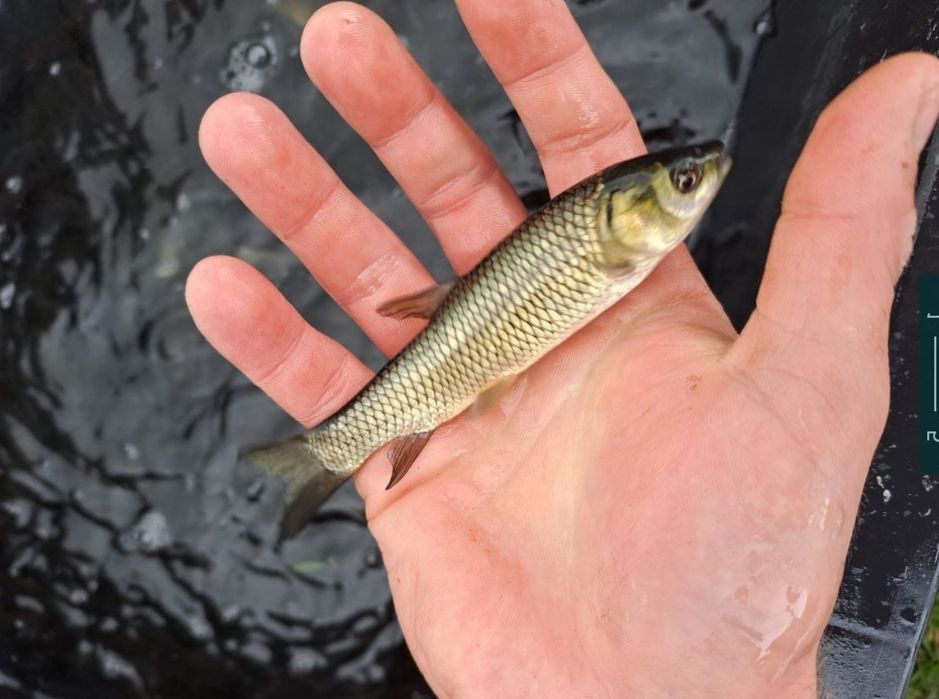 Amur kroczek 14-19cm. Karp, Lin, Sandacz