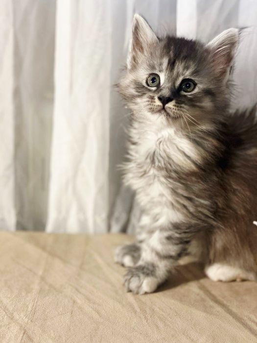 Кошеня породи мейн-кун дівчінка