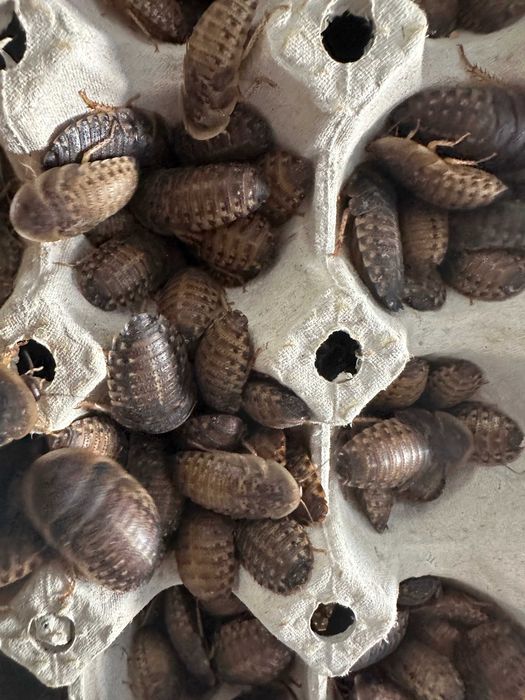 10szt Karaczan argentyński Blaptica dubia karaczany gekon pająk