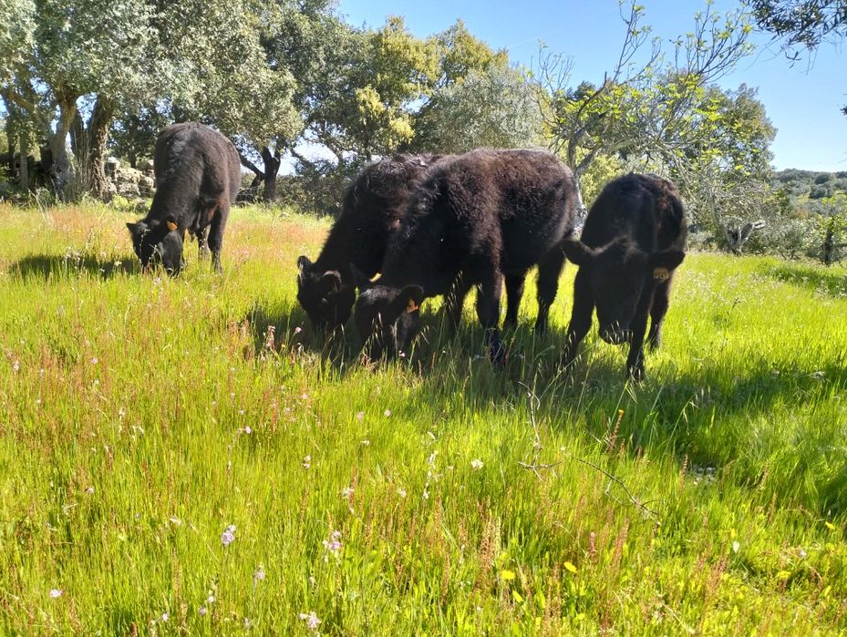 Vitelas Aberdeen Angus