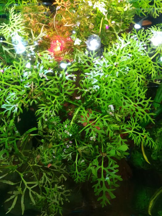 Oddam. Zamienię Różdżyca paprotnikowa