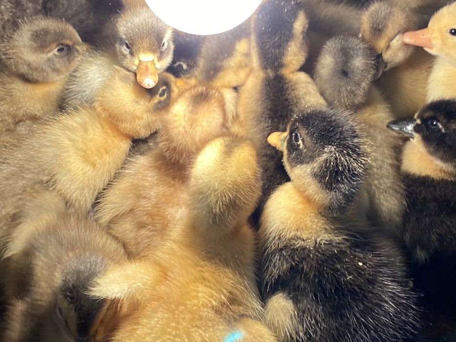 Качки башкирка, фаворит, біла.