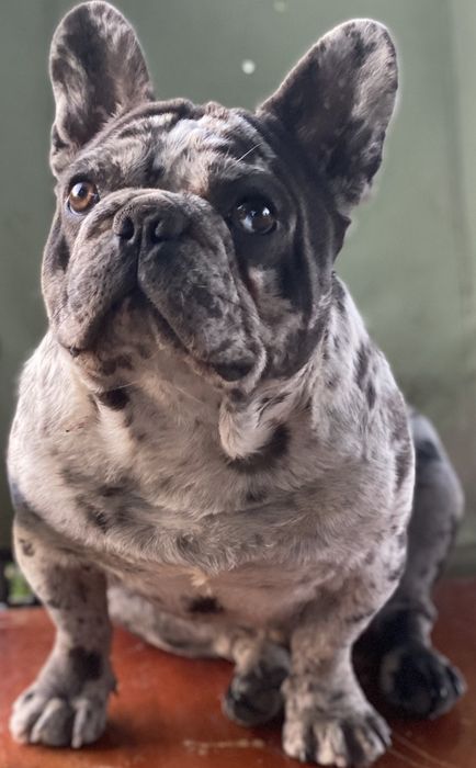 Вязка французский бульдог