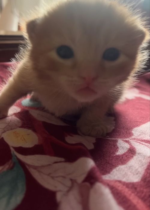 Gatinho para adoção