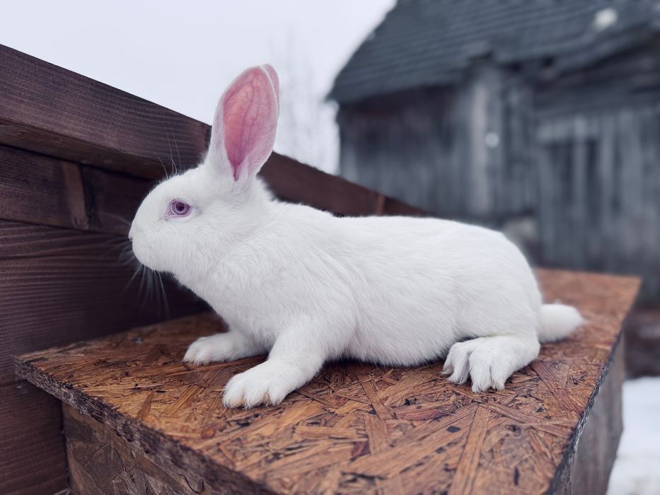Króliki / Królik Termondzki Biały - Samiec , Samica