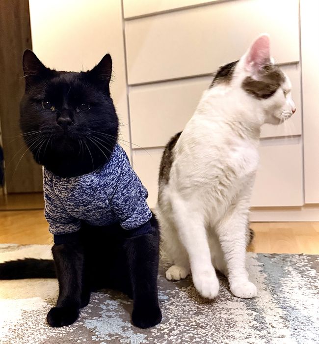 Oddam koty . Bardzo delikatne i wesołe