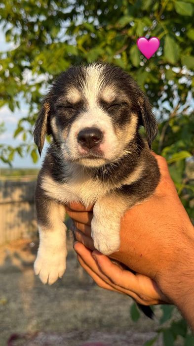 Цуценята(цуцики,щенята) дівчата