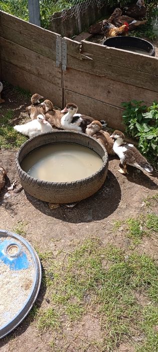 Мускусні качки різного віку та тушки качок