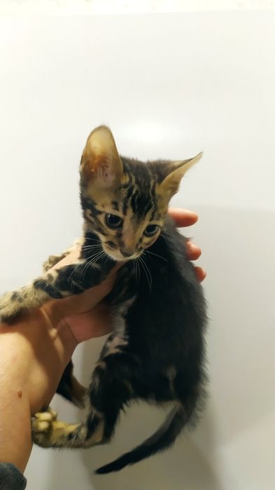 Бенгальская малышка