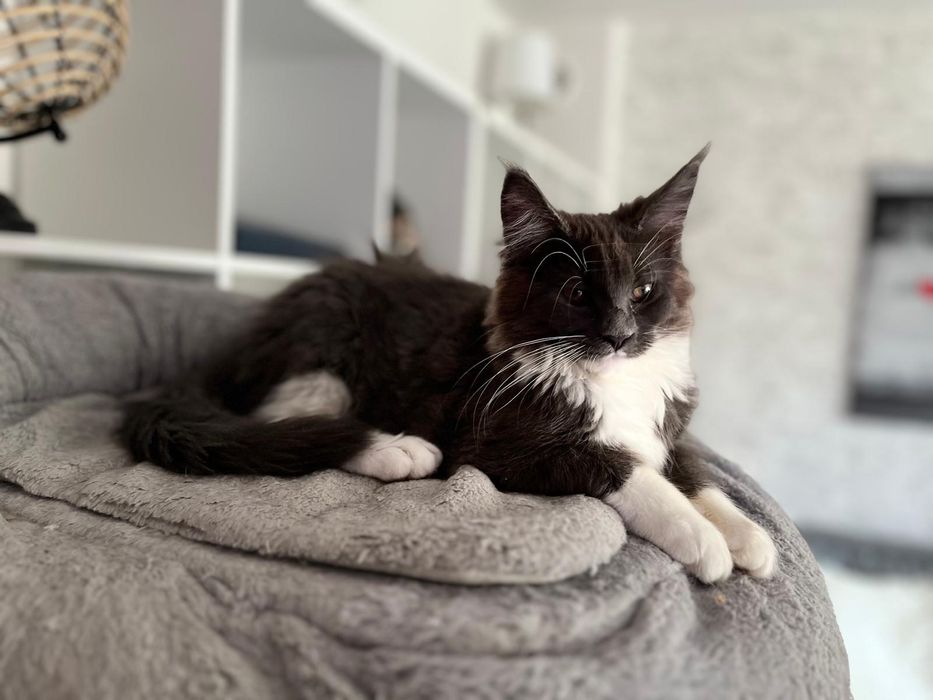 Maine Coon niebieski z białym