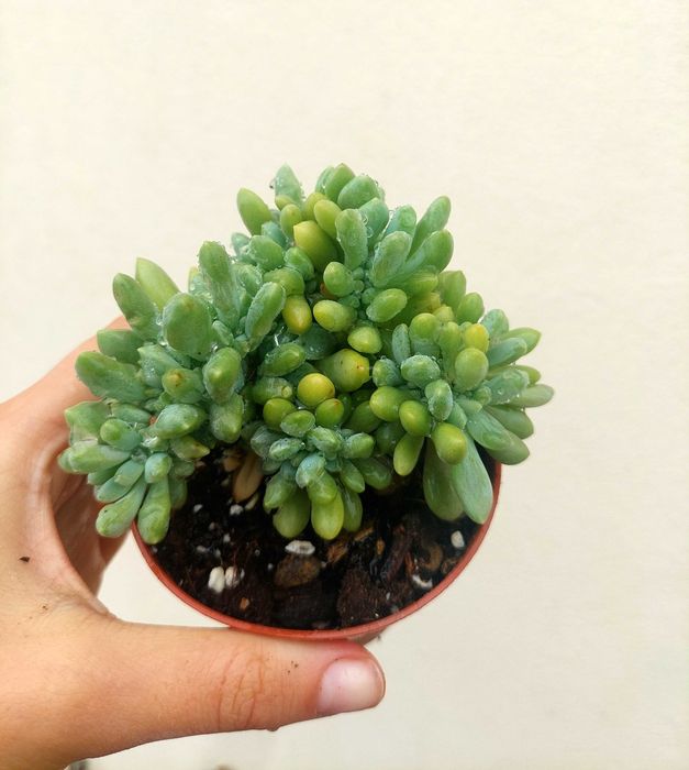 Suculentas 2€ cada