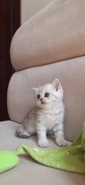 Супер милые котята
